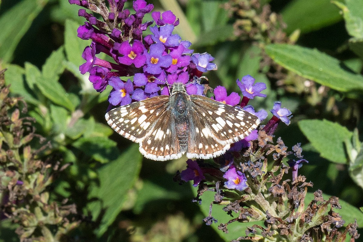 Common Checkered-Skipper - ML643996178