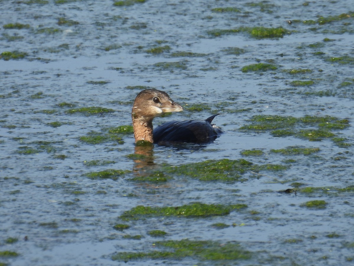 Pied-billed Grebe - ML643996193