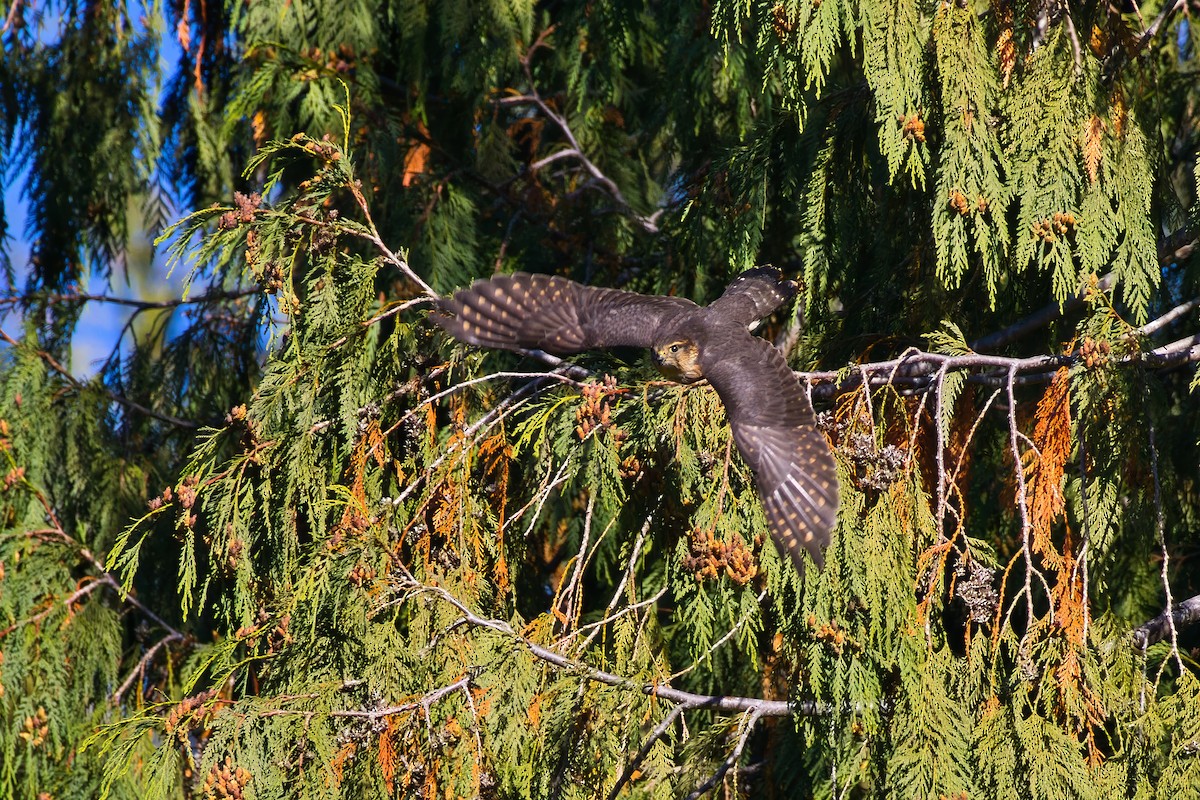 Merlin - ML643996198