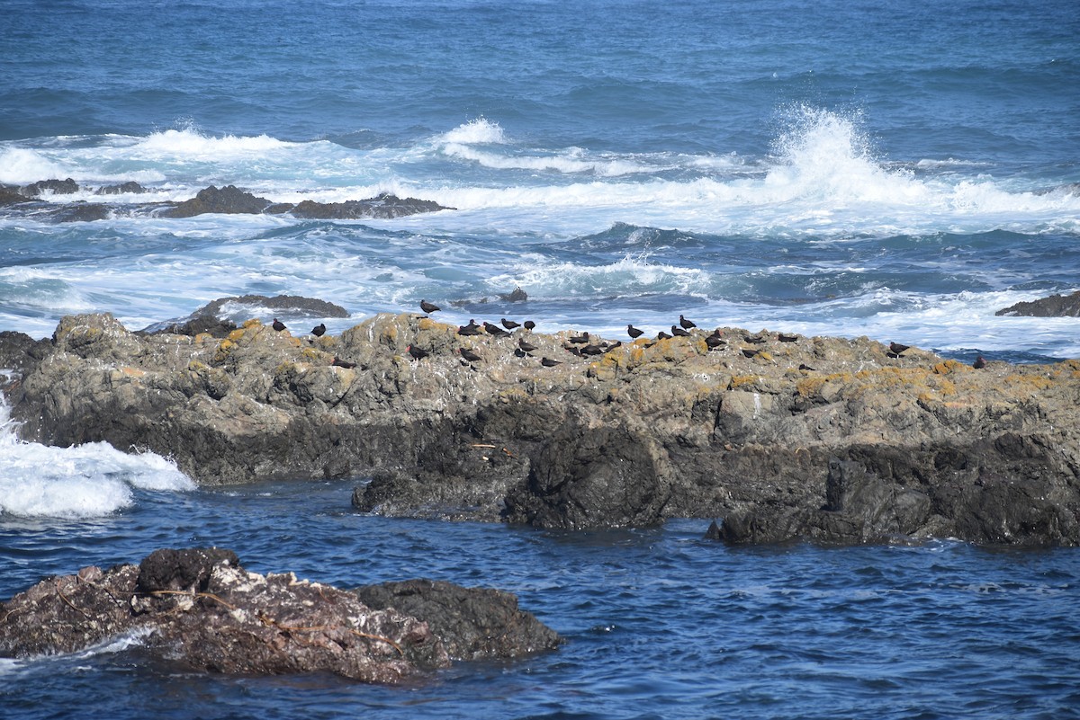 Black Oystercatcher - ML643996202