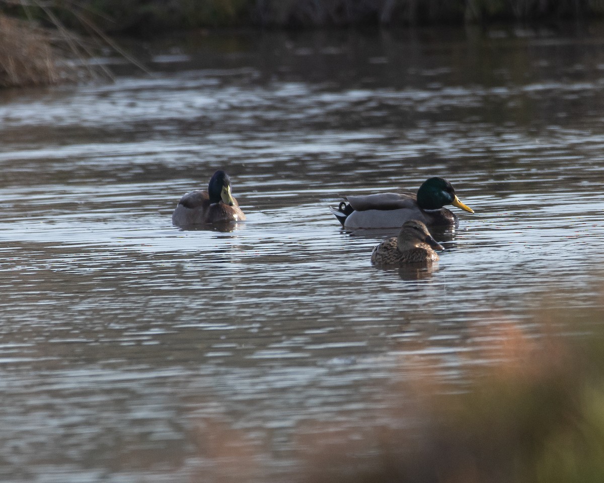 Mallard - ML643996235