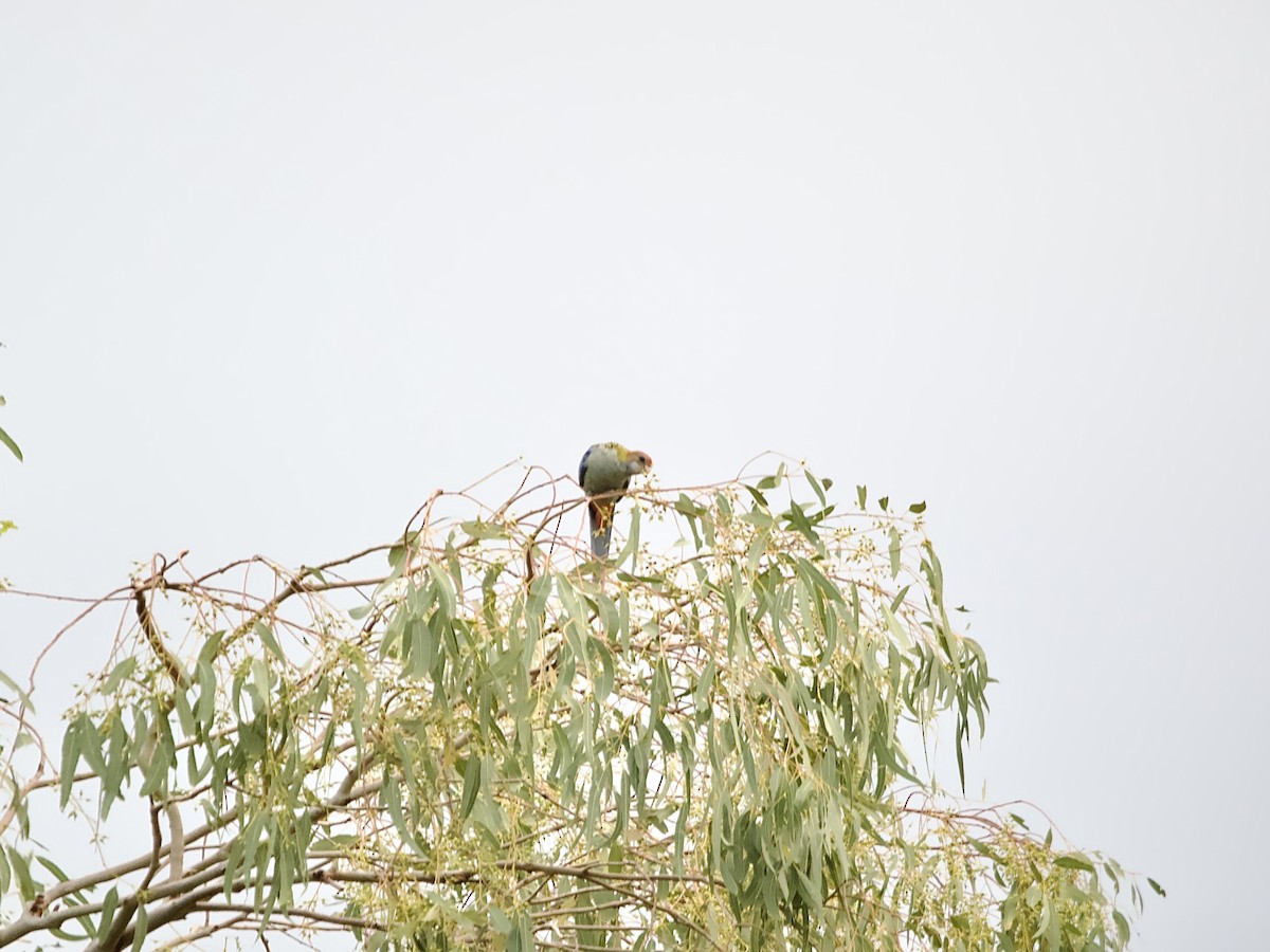 Pale-headed Rosella - ML643996296