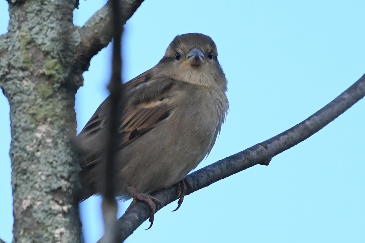 House Sparrow - ML643996309