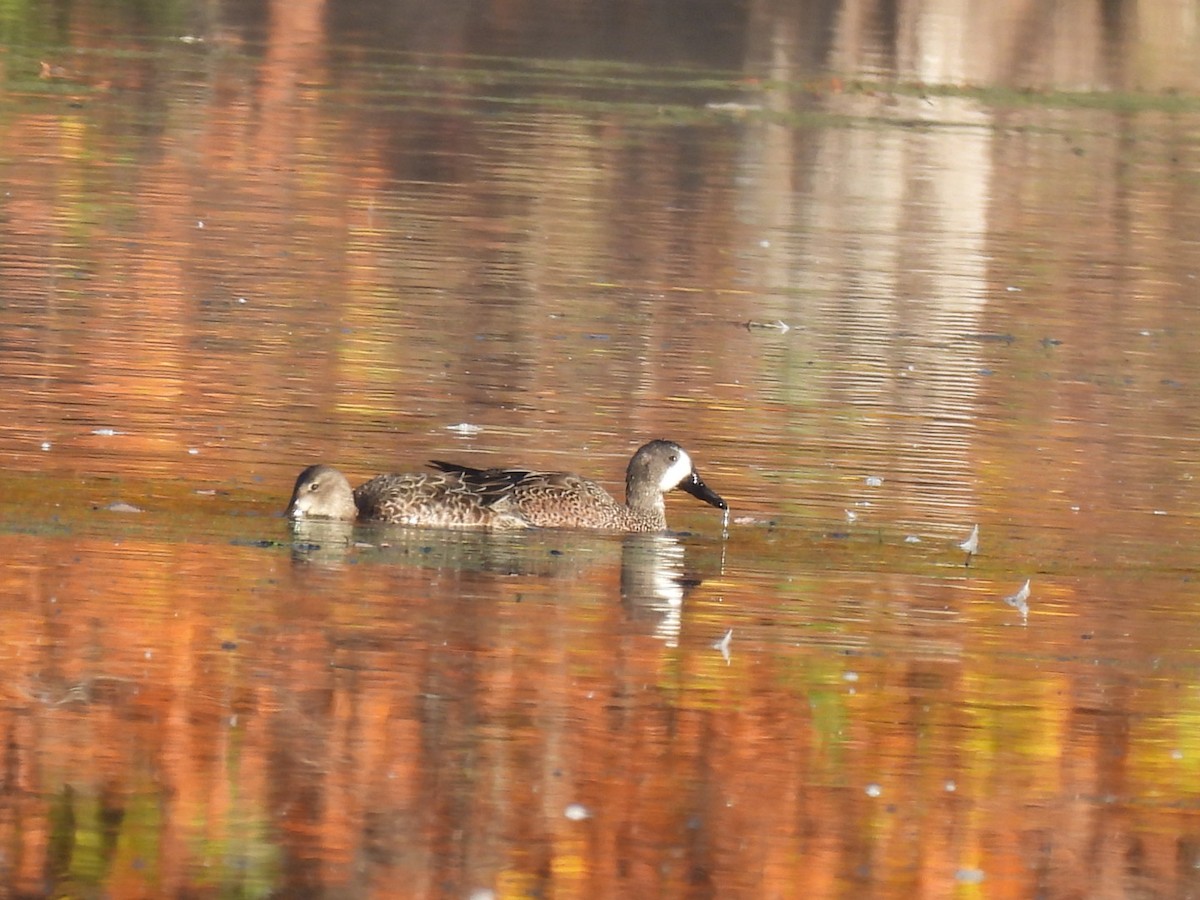 Blue-winged Teal - ML643996310
