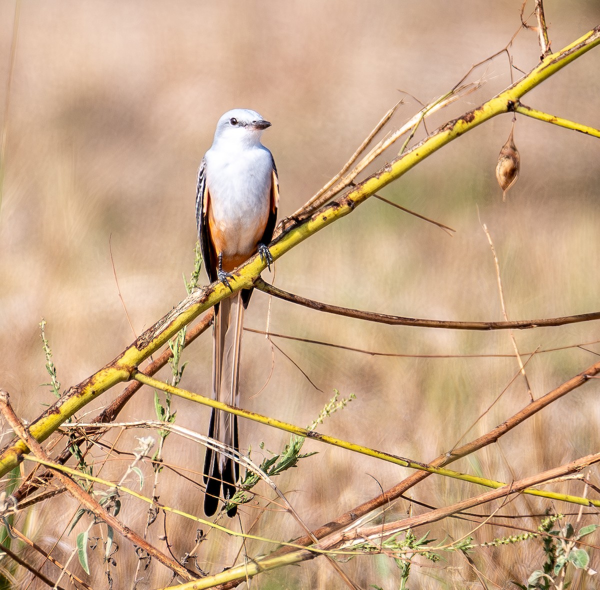 Scissor-tailed Flycatcher - ML643996357