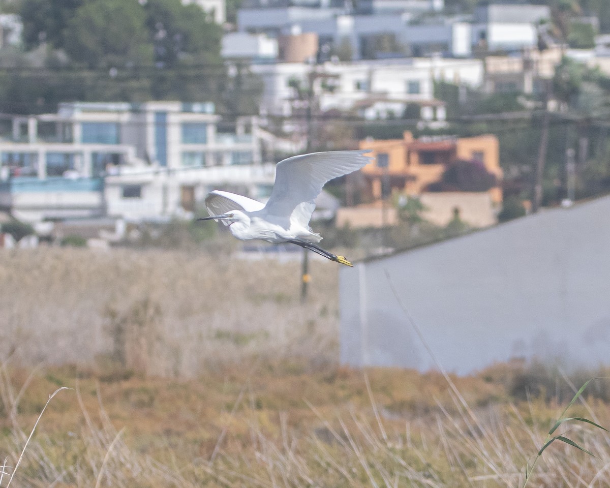 Little Egret - ML643996364