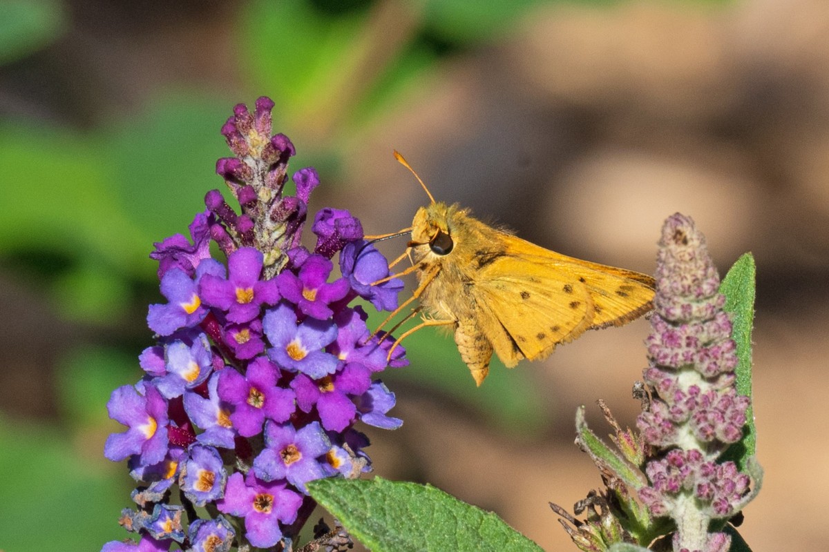 Fiery Skipper - ML643996365