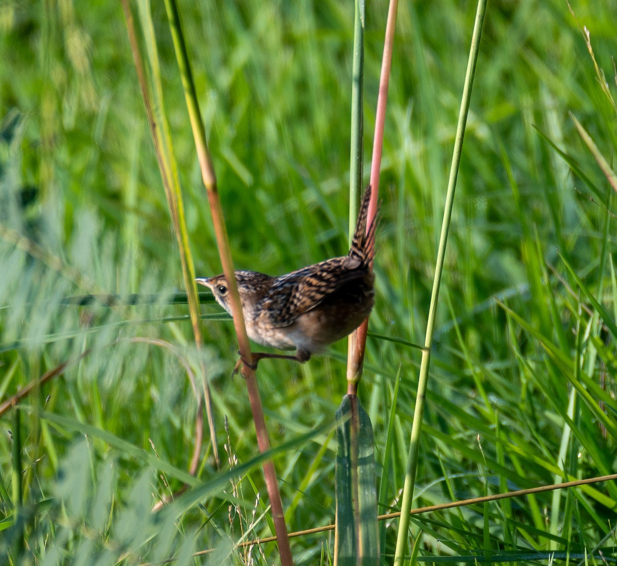 Sedge Wren - ML643996380