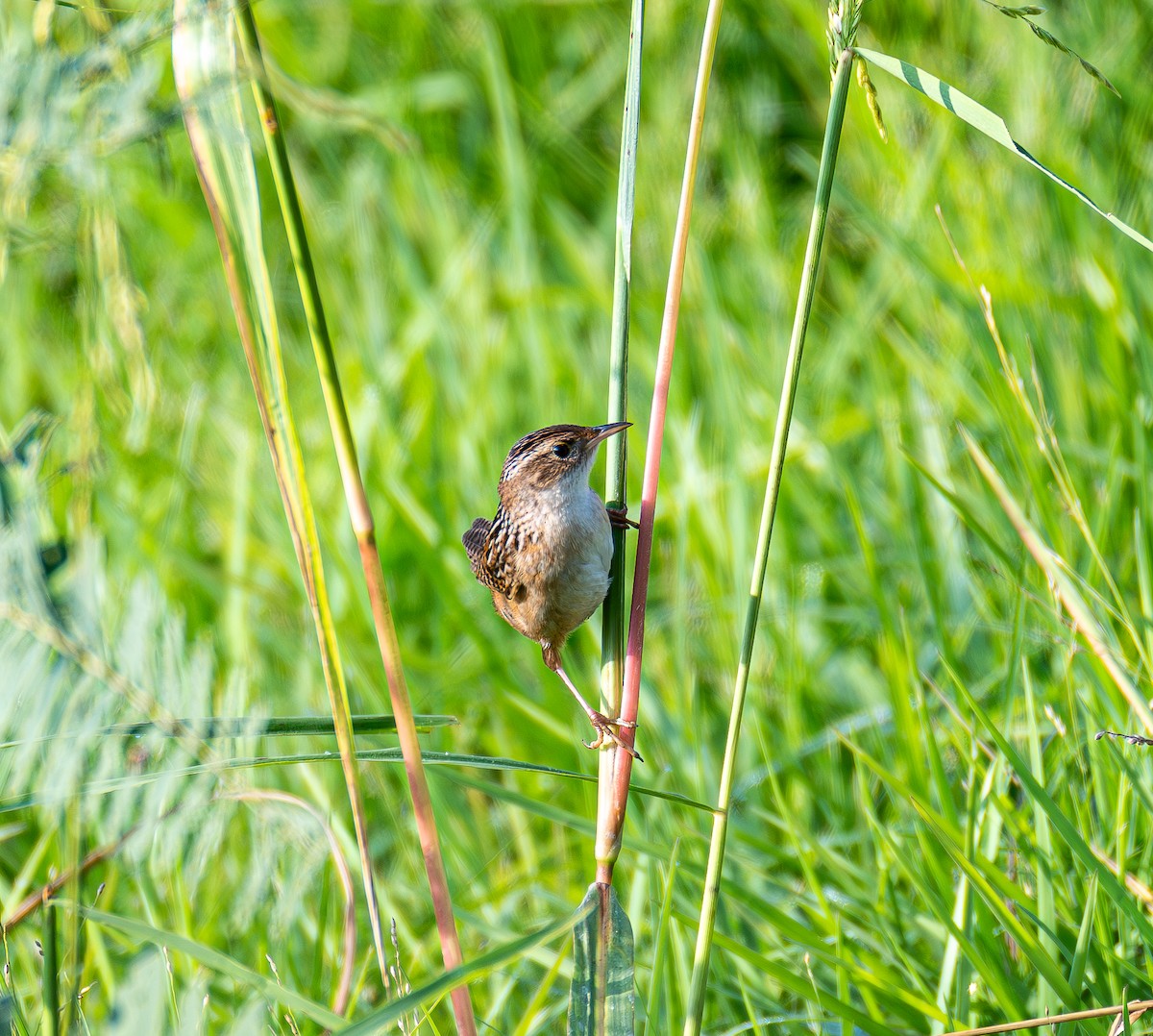 Sedge Wren - ML643996381