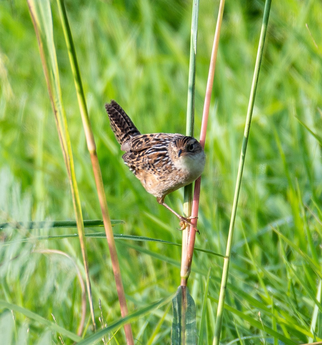 Sedge Wren - ML643996382