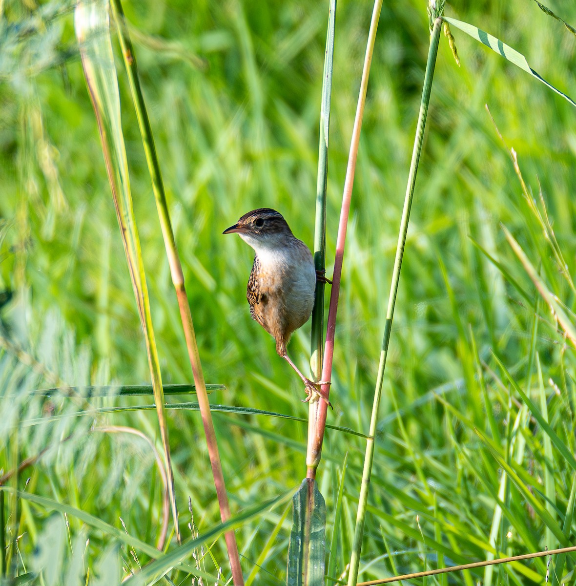 Sedge Wren - ML643996383