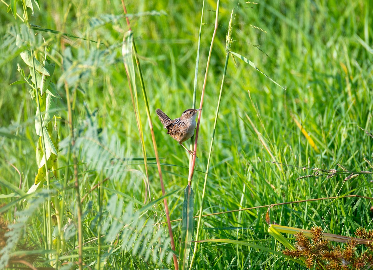 Sedge Wren - ML643996384