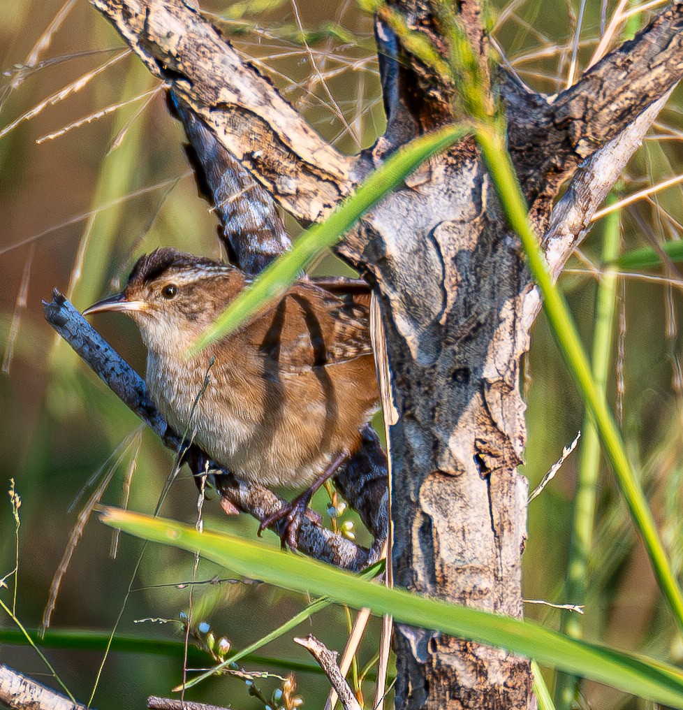 Marsh Wren - ML643996390