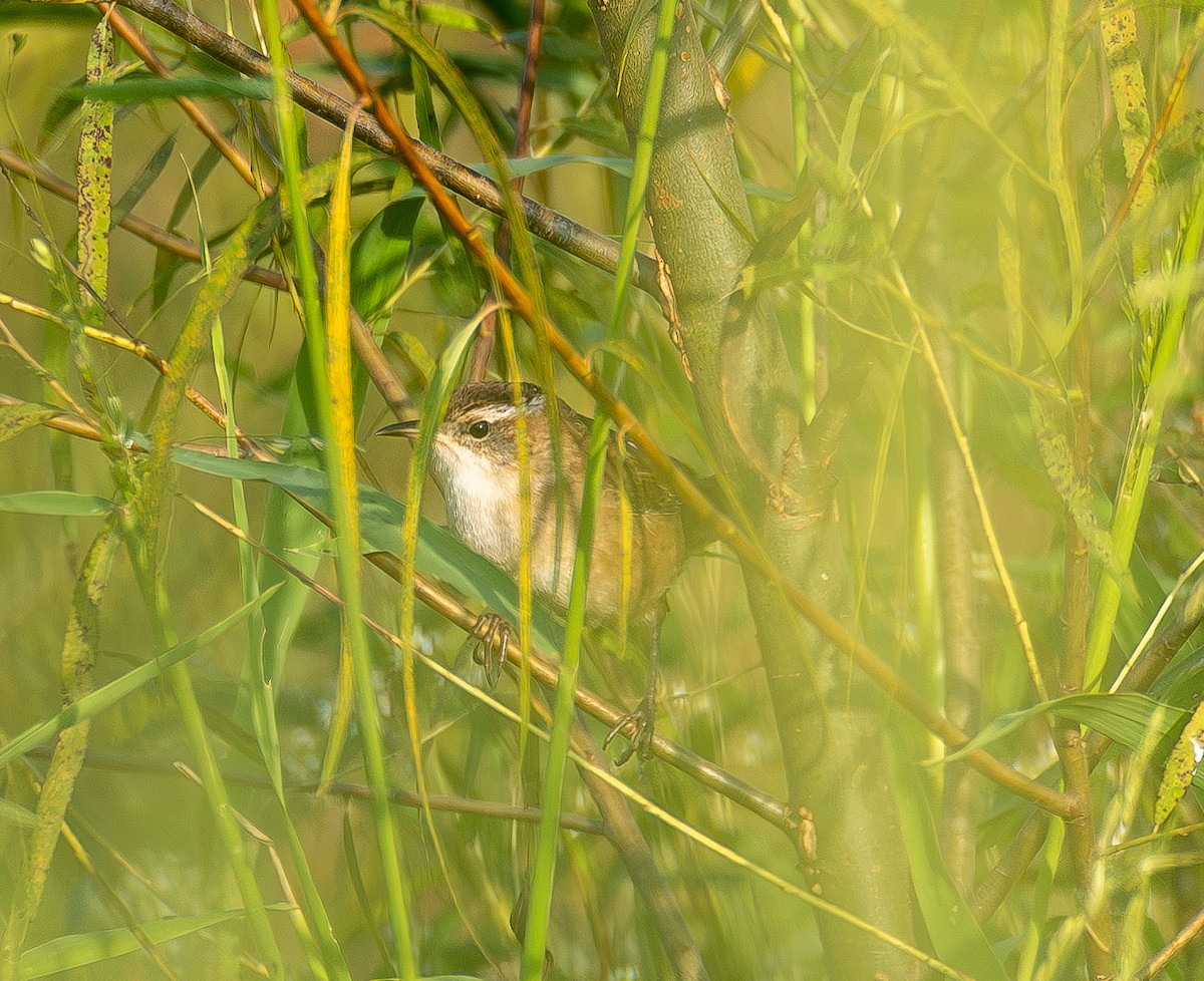 Marsh Wren - ML643996391