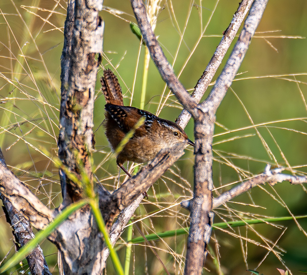 Marsh Wren - ML643996392
