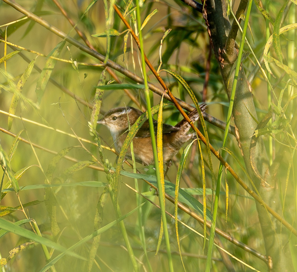Marsh Wren - ML643996393