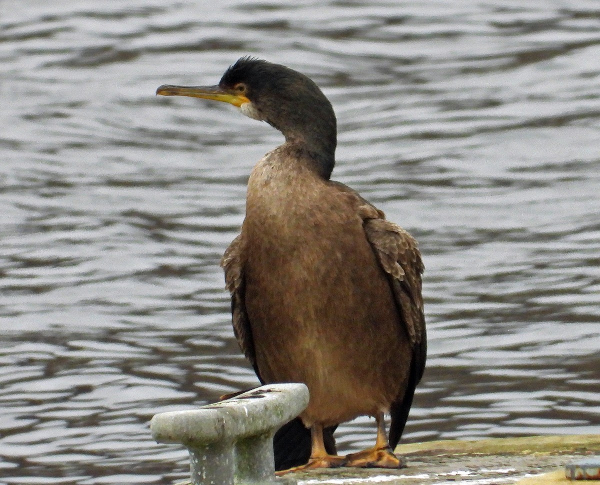 Cormorán Moñudo (Atlántico) - ML643996409