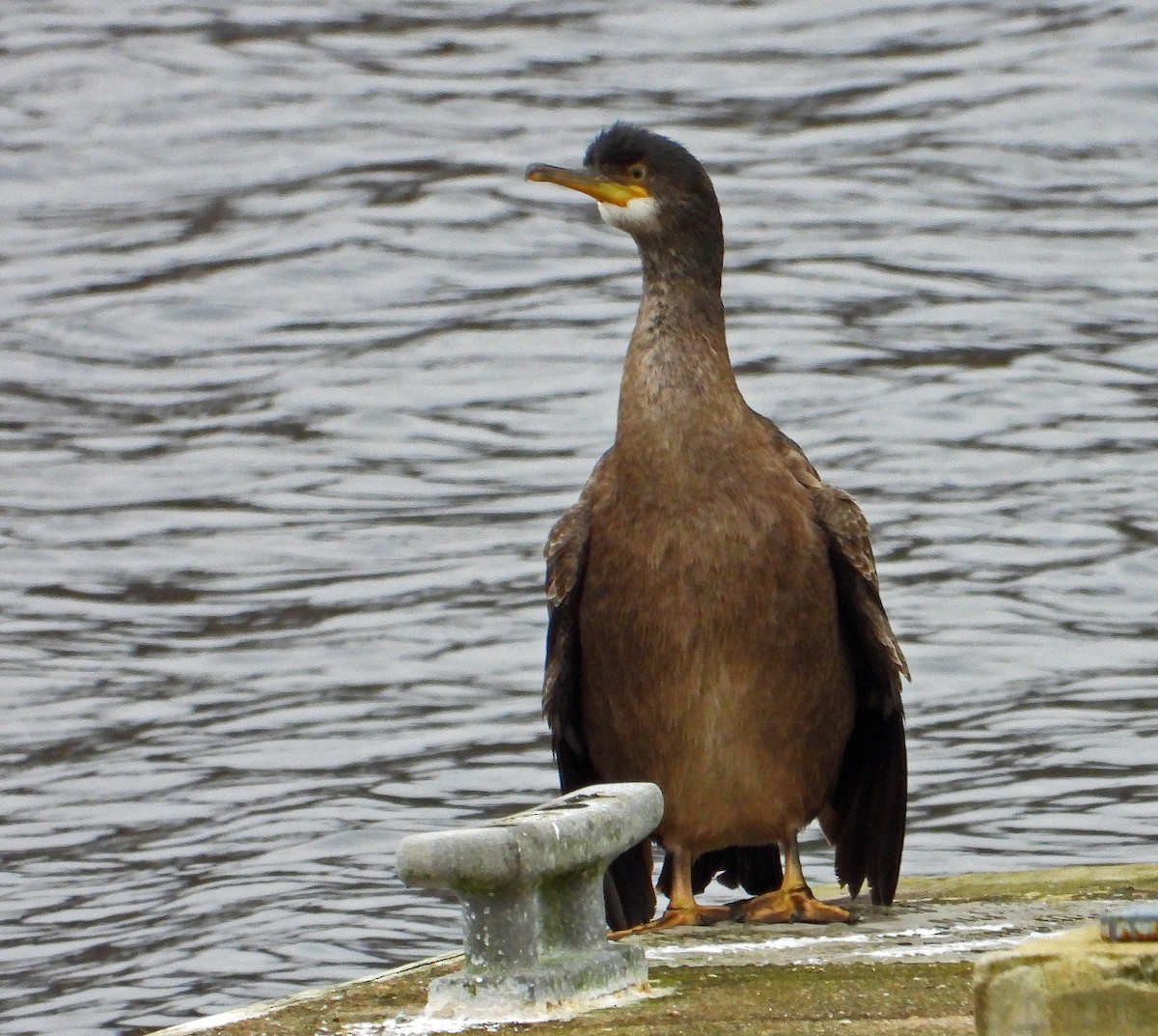 Cormorán Moñudo (Atlántico) - ML643996410