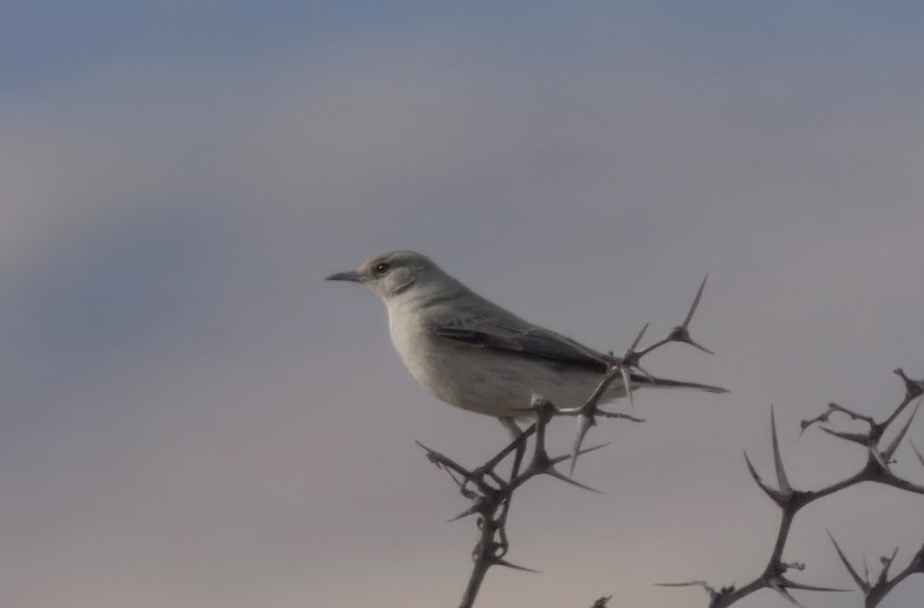 Karoo Chat - ML643996417