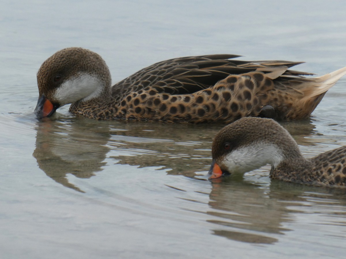 White-cheeked Pintail - ML643996421