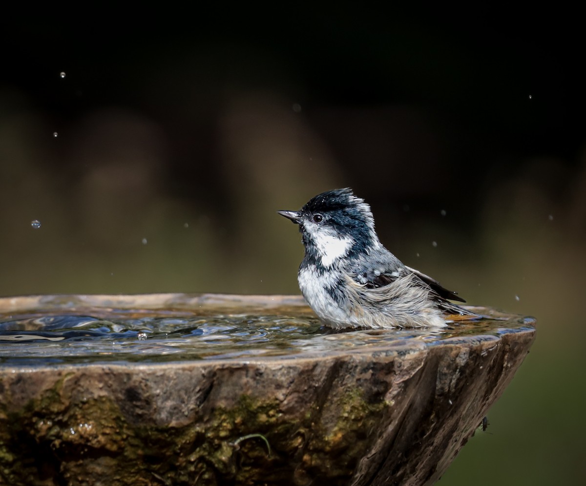 煤山雀 - ML643996424