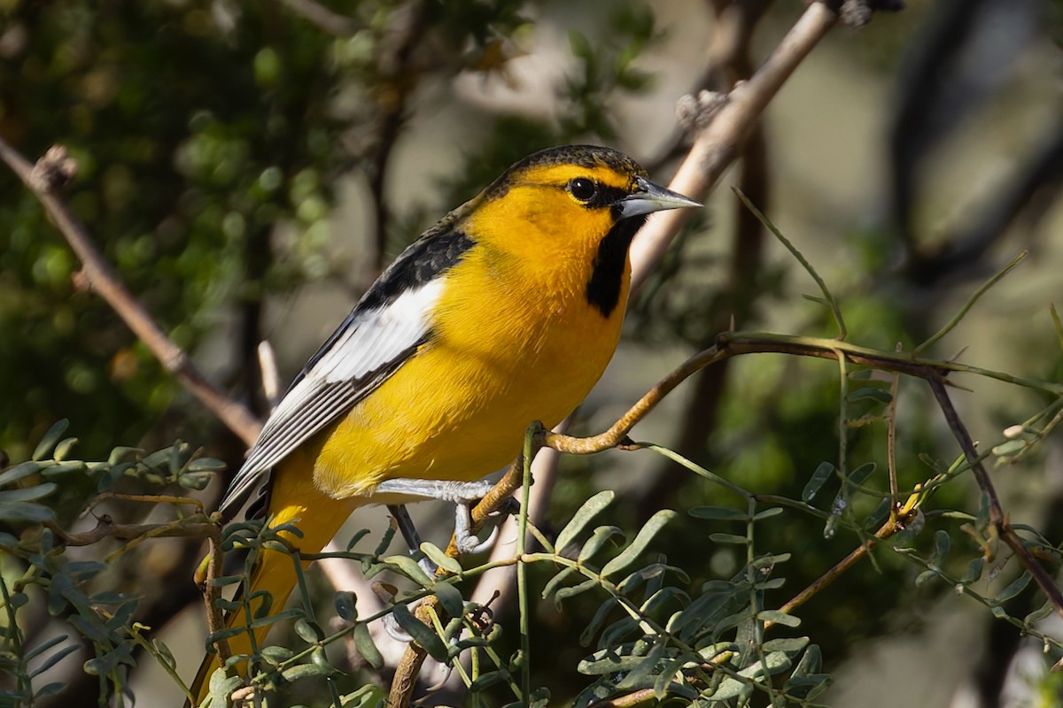 Bullock's Oriole - ML643996428