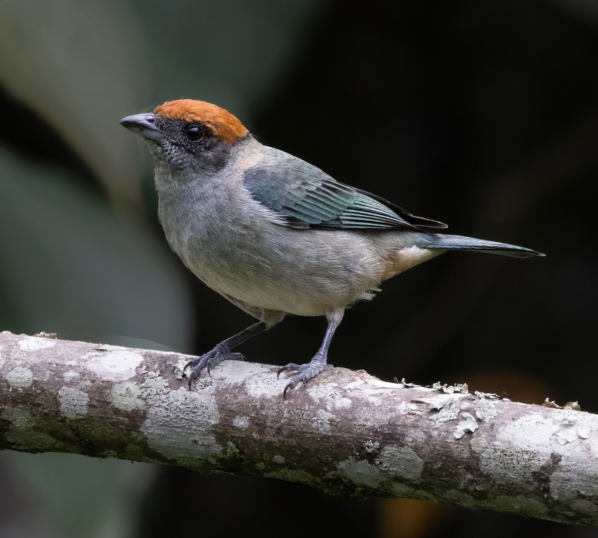 Scrub Tanager - ML643996429