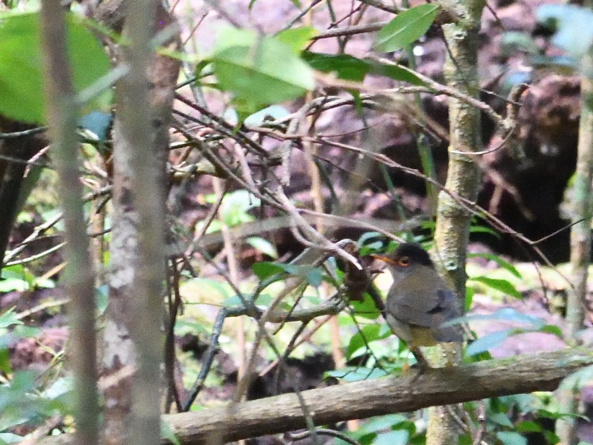 Black-headed Nightingale-Thrush - ML643996436