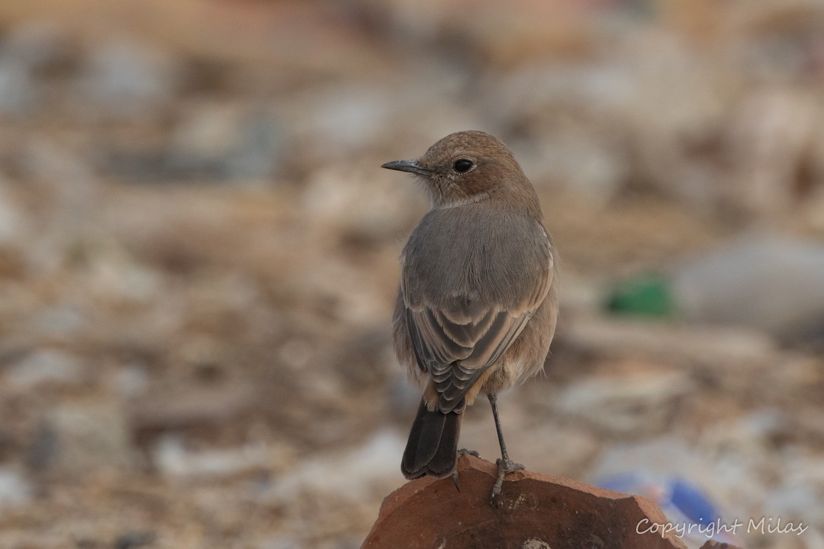 Red-rumped Wheatear - ML643996443