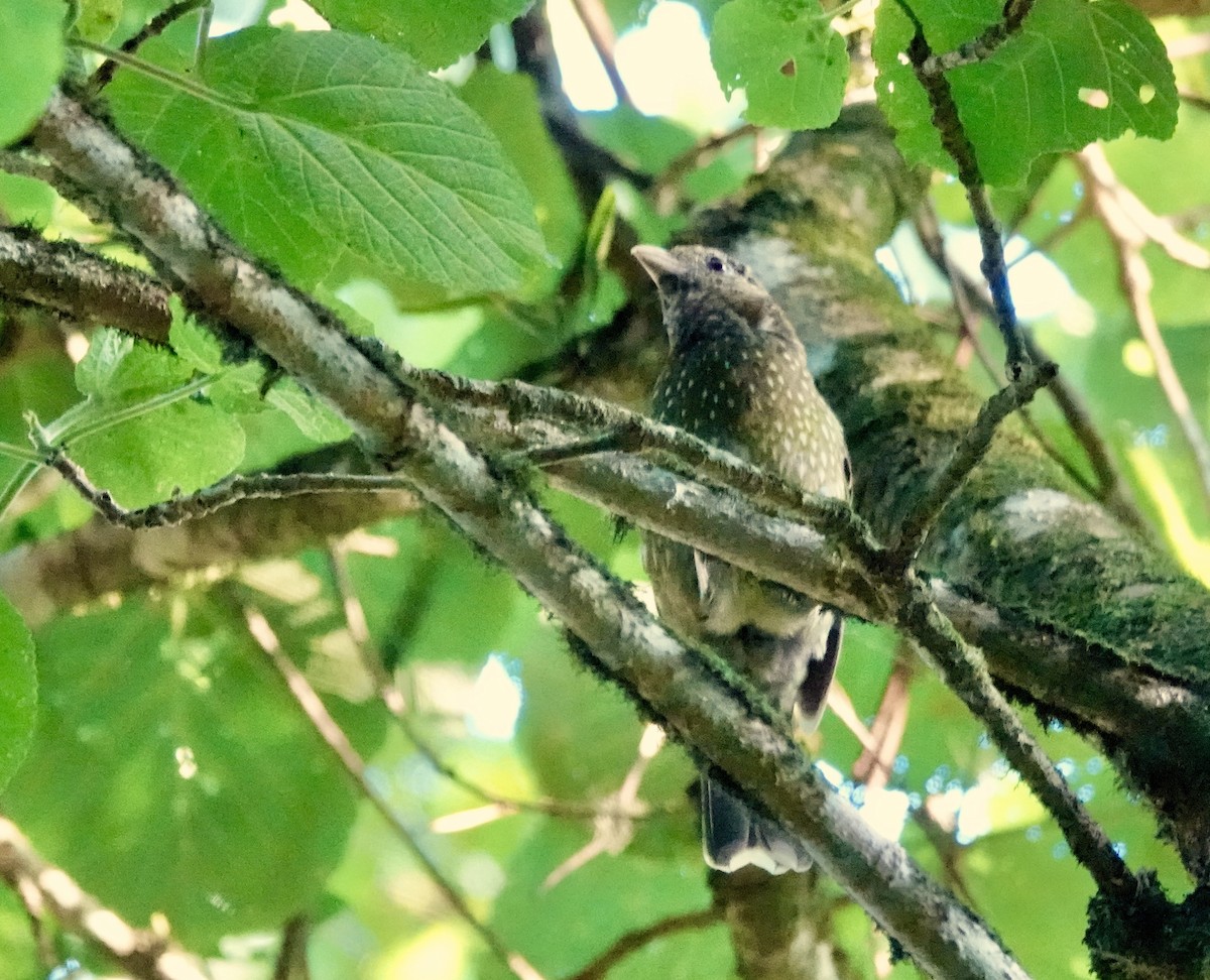 Green Catbird - ML643996483