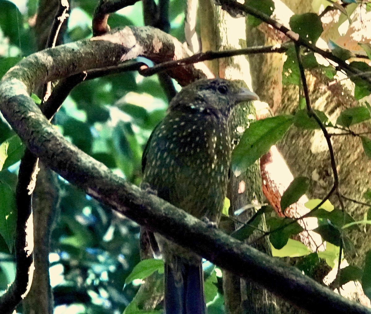 Green Catbird - ML643996484