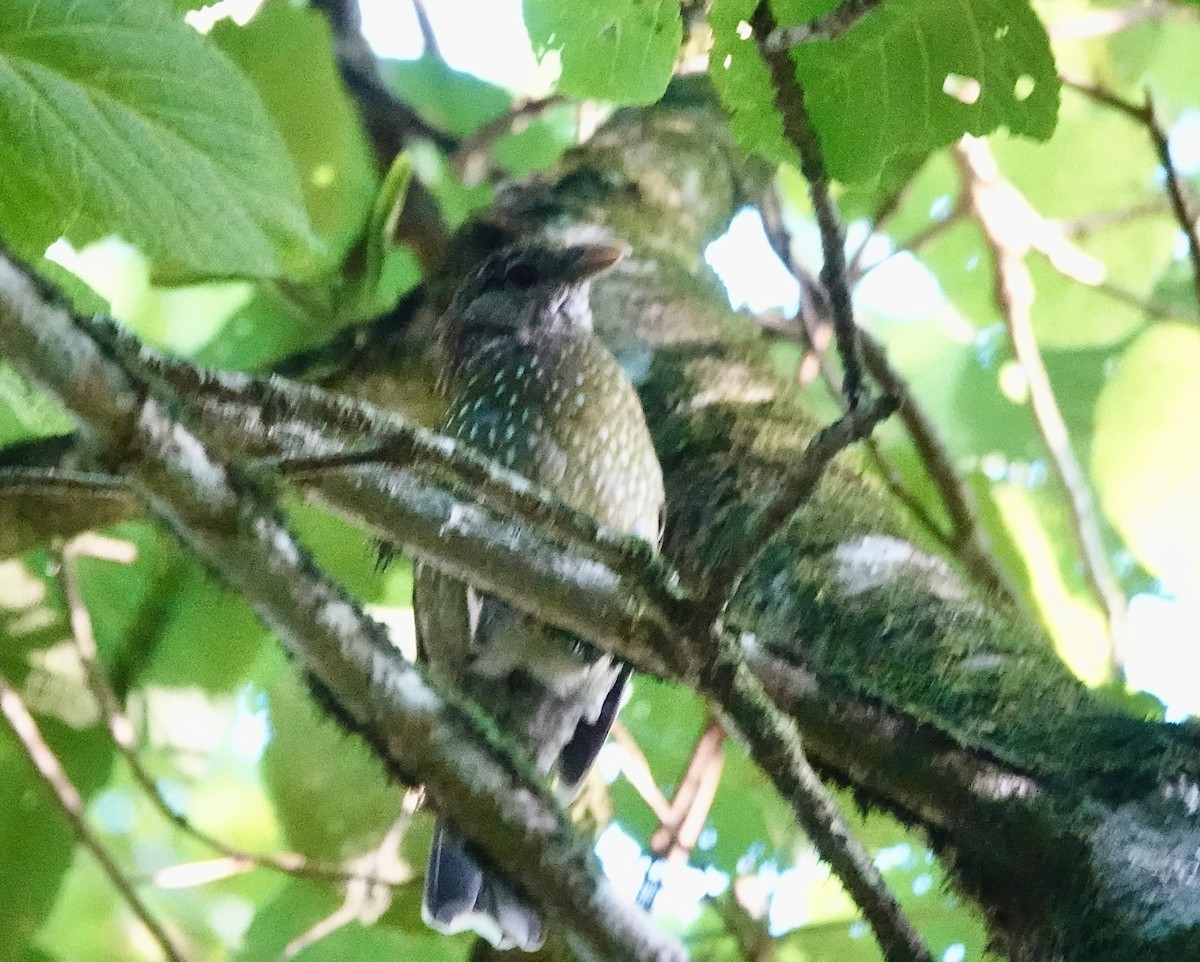Green Catbird - ML643996485