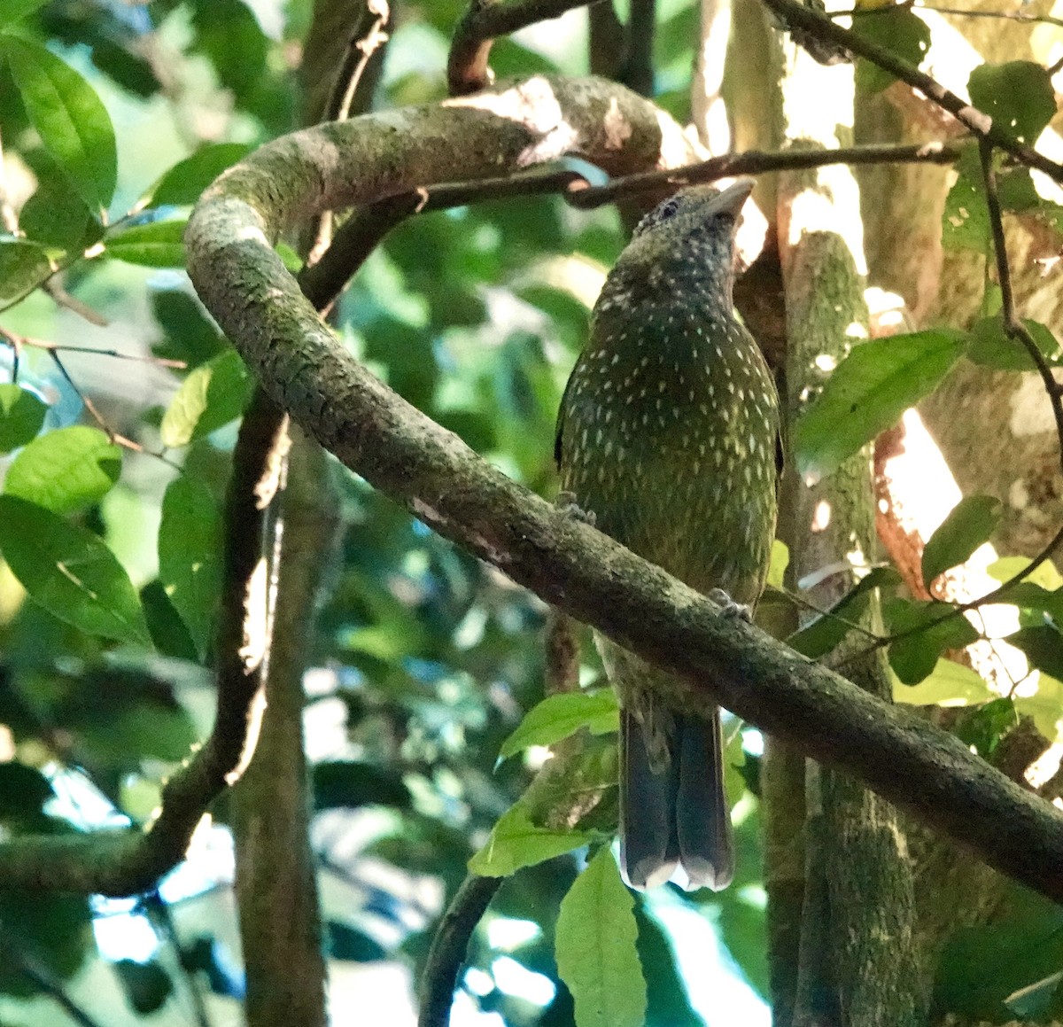 Green Catbird - ML643996487