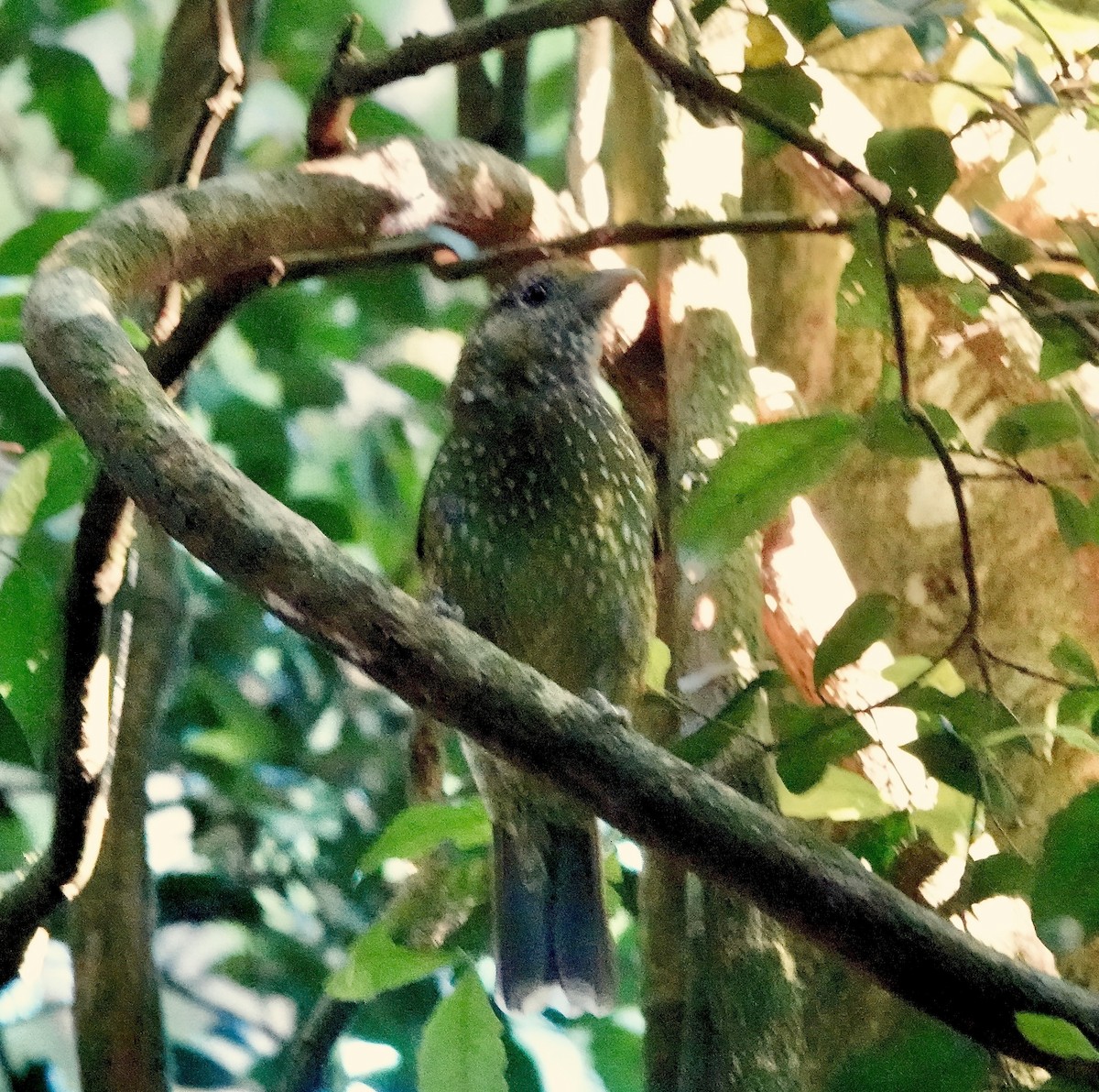 Green Catbird - ML643996488