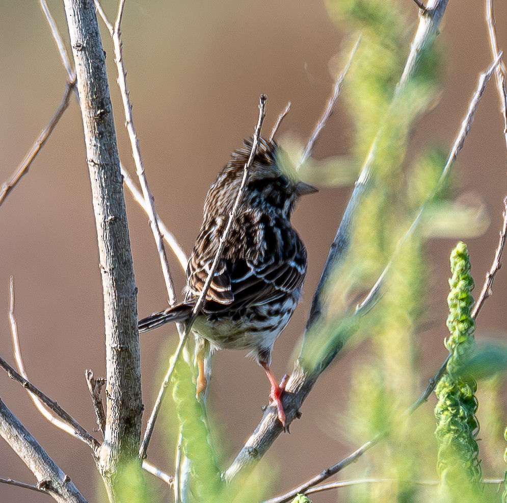Savannah Sparrow - ML643996489