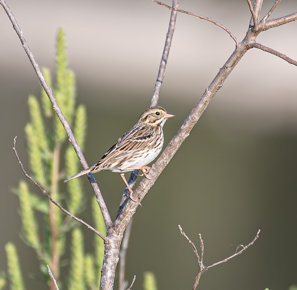 Savannah Sparrow - ML643996490