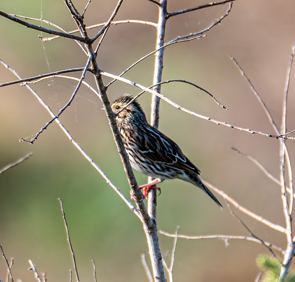Savannah Sparrow - ML643996491
