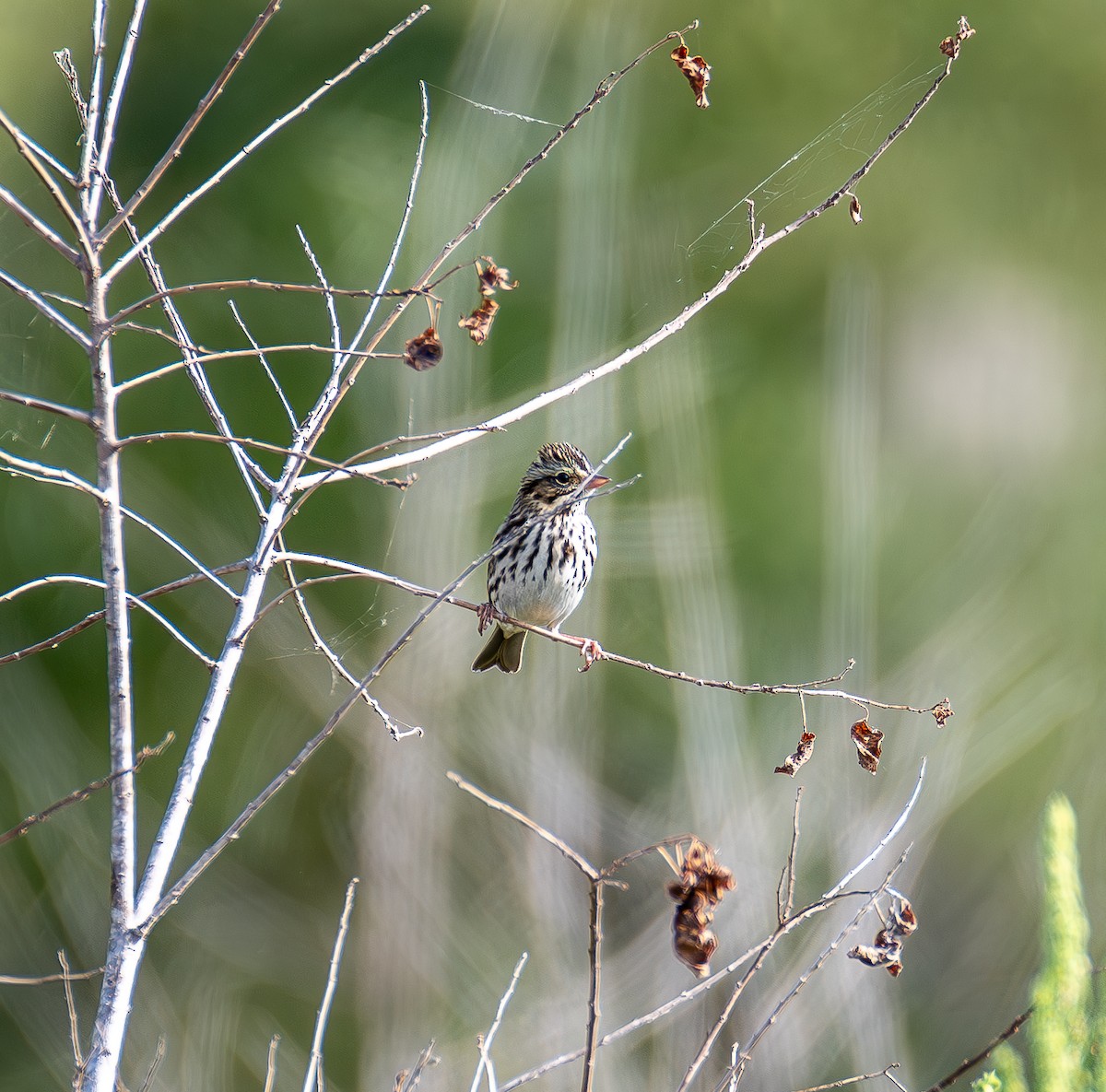 Savannah Sparrow - ML643996492