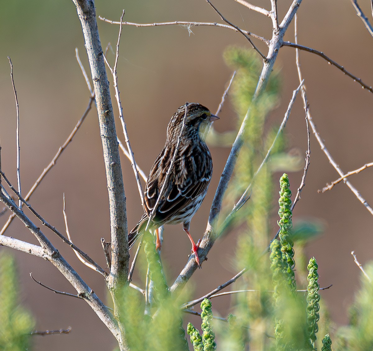Savannah Sparrow - ML643996493