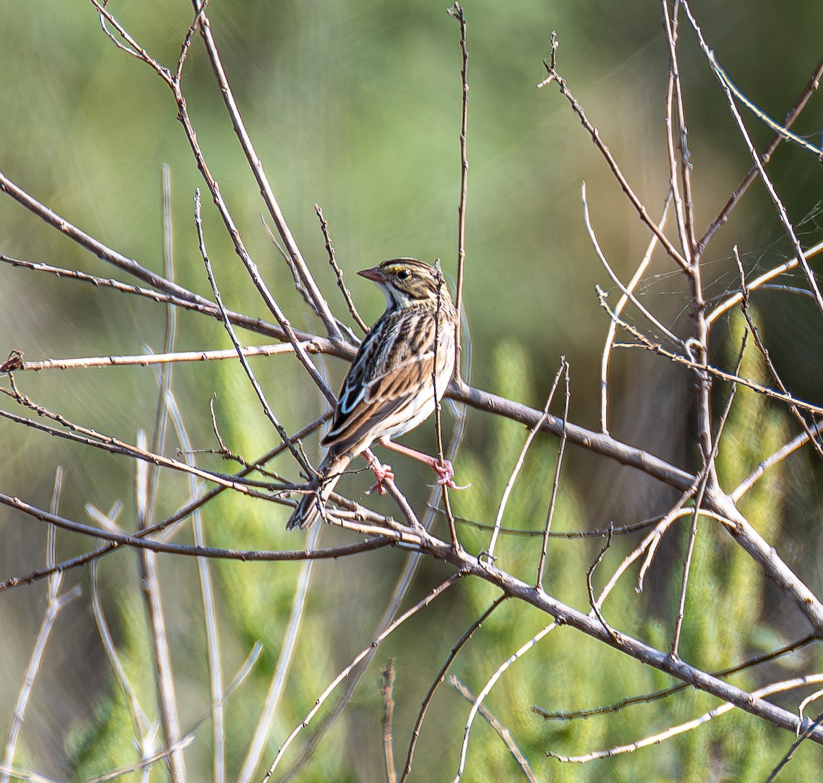 Savannah Sparrow - ML643996494