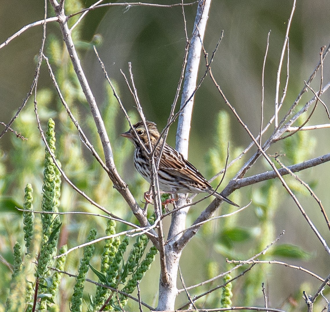 Savannah Sparrow - ML643996495