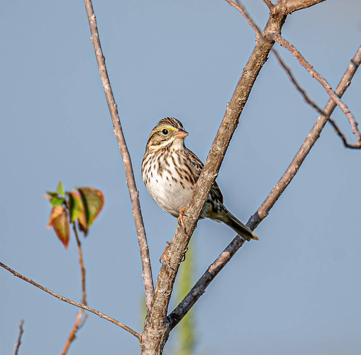 Savannah Sparrow - ML643996496