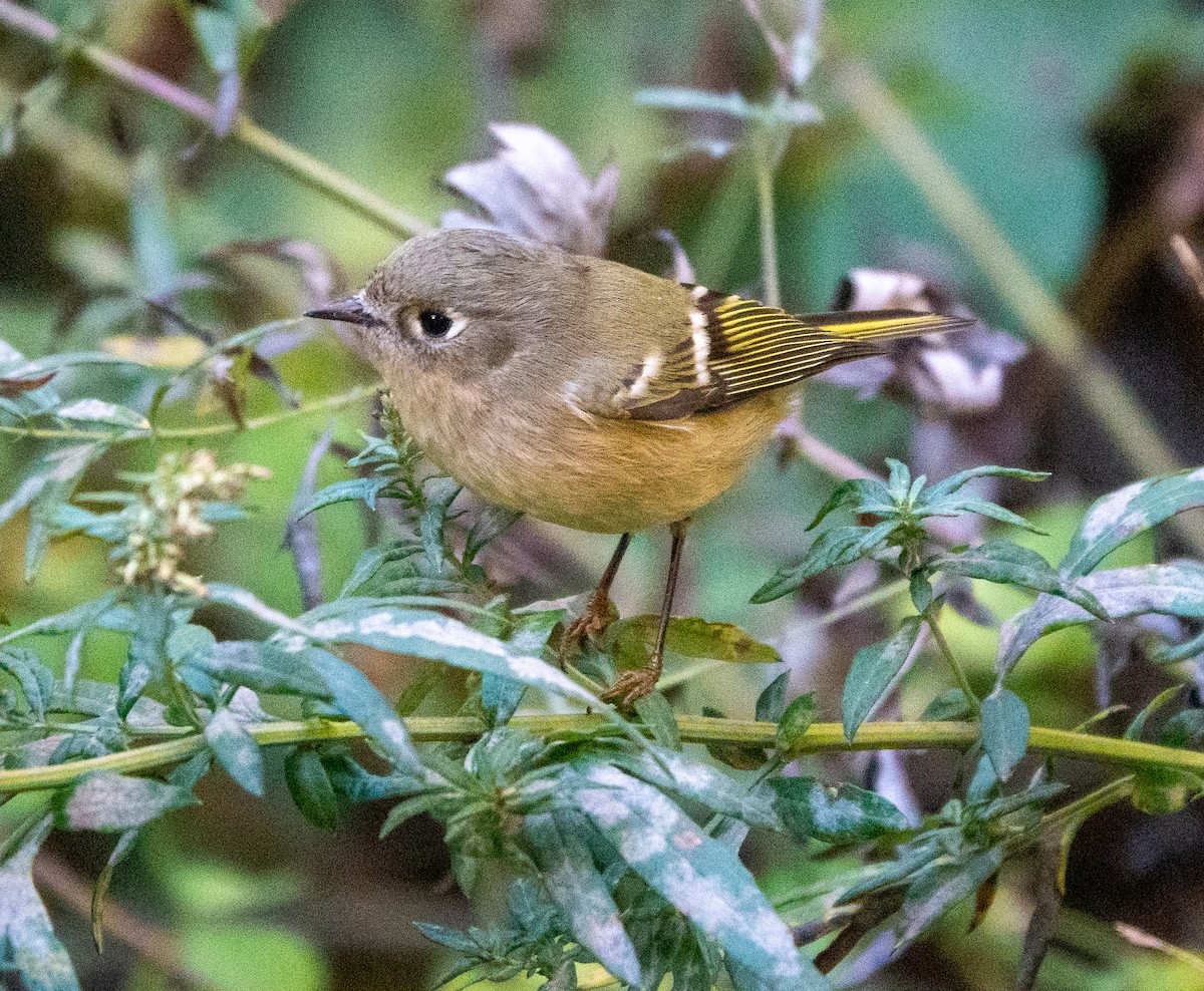 Рубиноголовый королёк - ML643996502