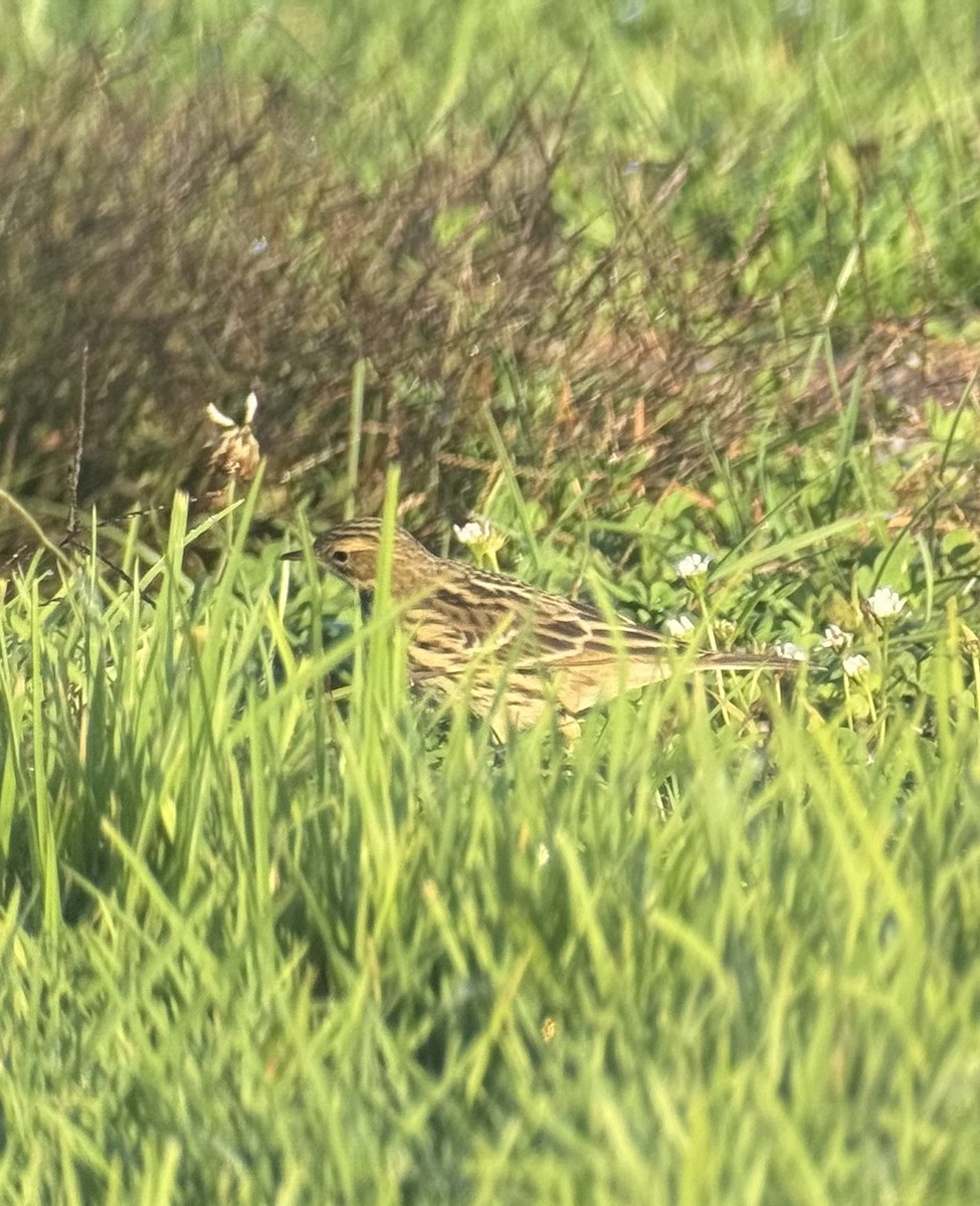 Red-throated Pipit - ML643996504