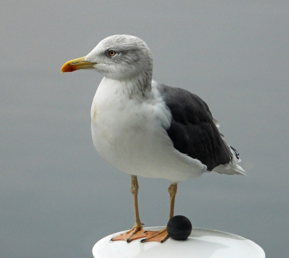 Gaviota Sombría - ML643996506
