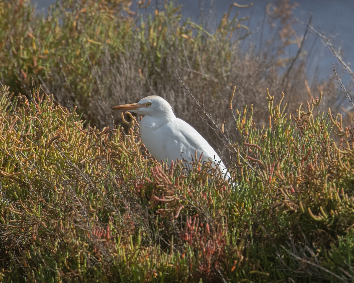 Western Cattle-Egret - ML643996507