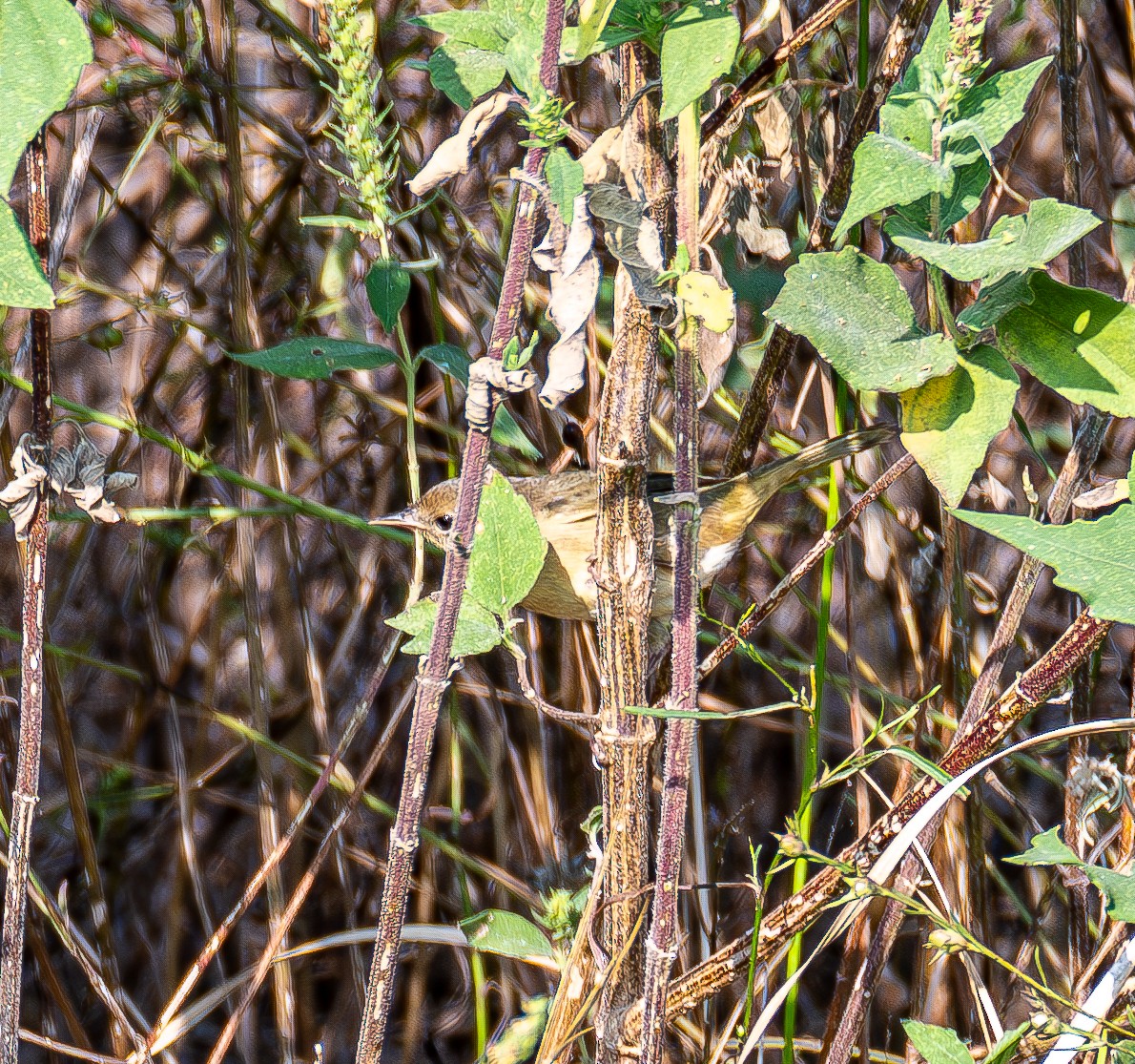 Common Yellowthroat - ML643996510