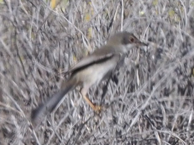Sardinian Warbler - ML643996512
