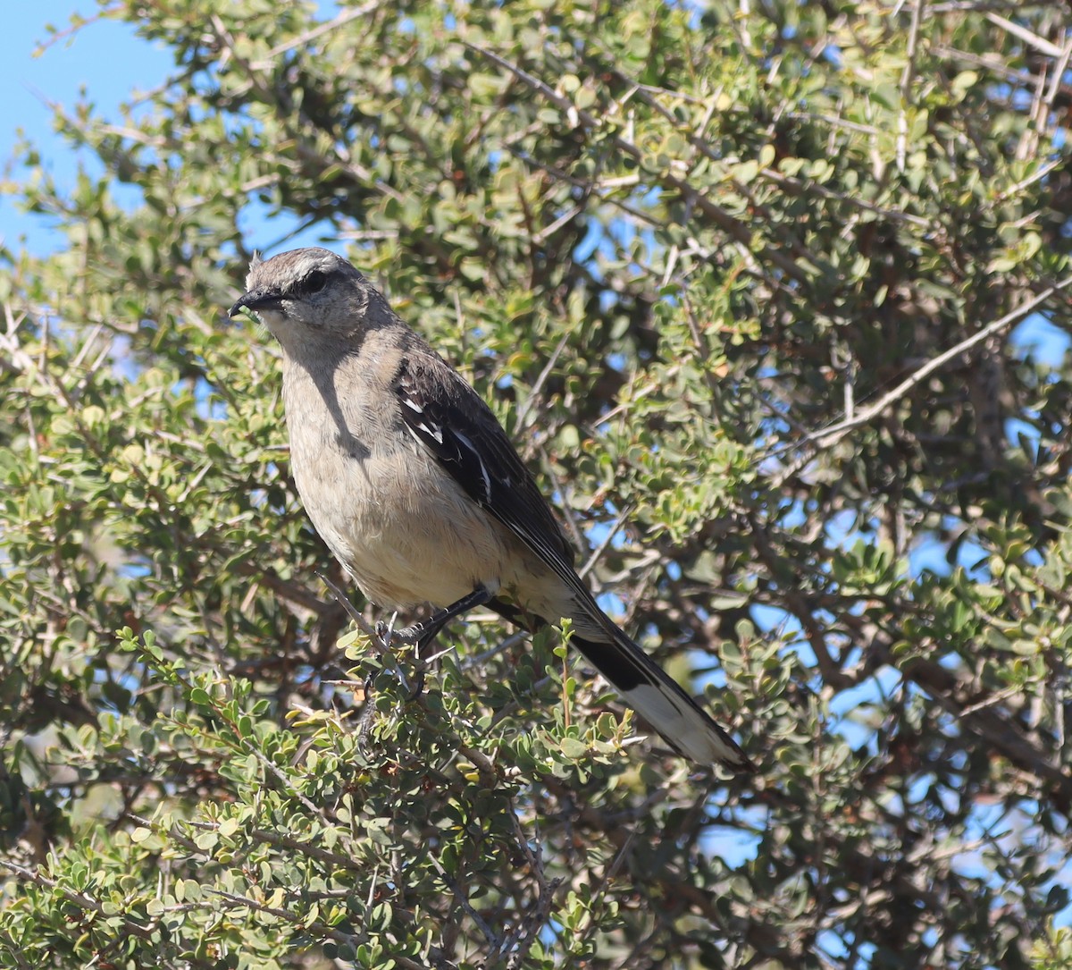 Patagonya Taklitçisi - ML643996539