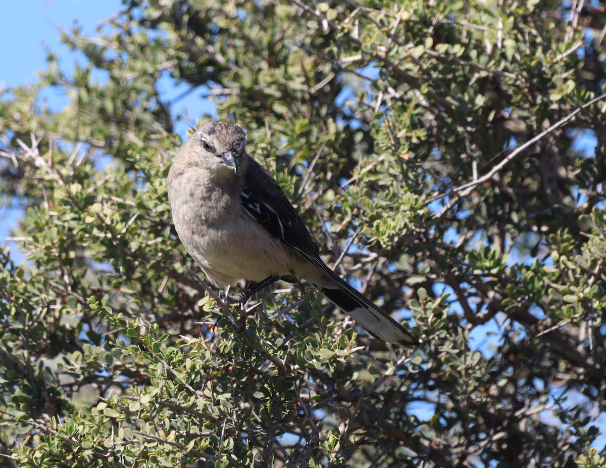 Patagonya Taklitçisi - ML643996559